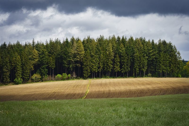 Portfolio 446 pastel tree 305