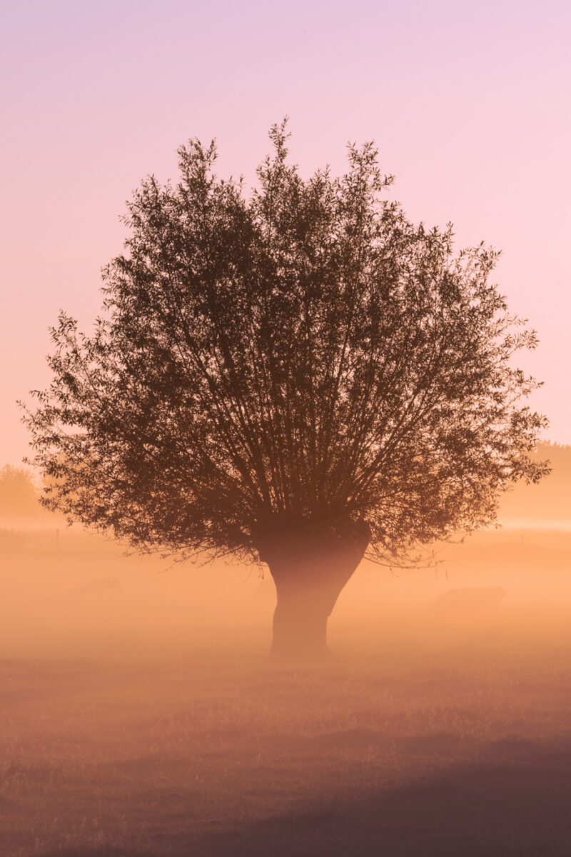 Portfolio 421 DSC04373A Natuurfoto webshop 20