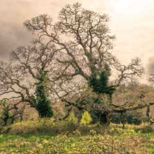 Glengarriff trees