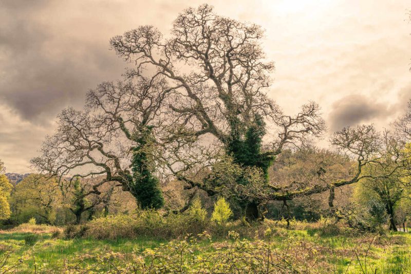 Glengarriff trees