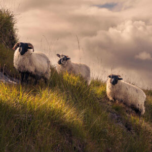 Pretty little Galway sheep