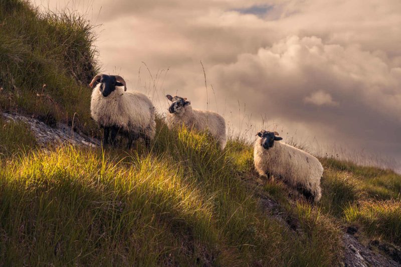 Pretty little Galway sheep