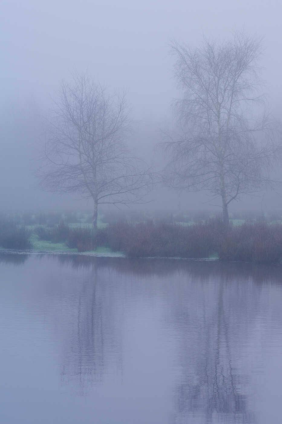 Forêt Hypothermique