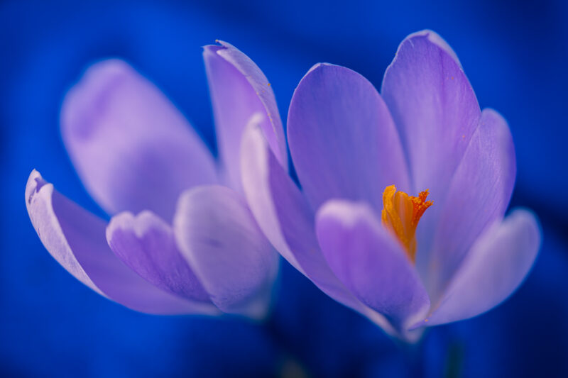 Portfolio 461 20240217 DSC03341 Export Social Media