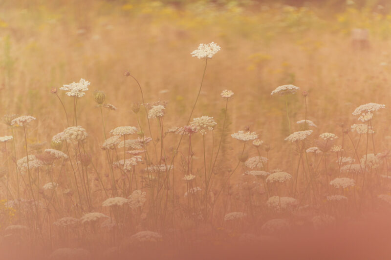 Portfolio 462 20240805 DSC07423