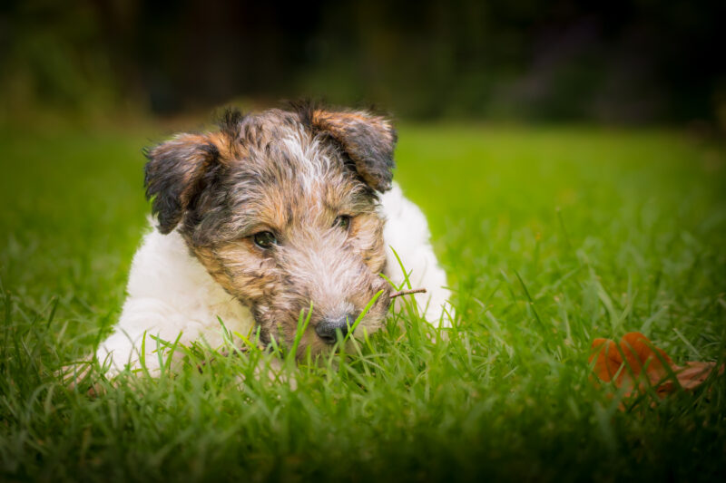 Portfolio 1 DSC04565 Rufteke website 1