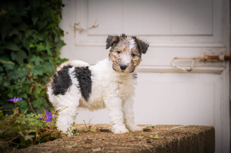 Portfolio 316 DSC04815 Rufteke website 3