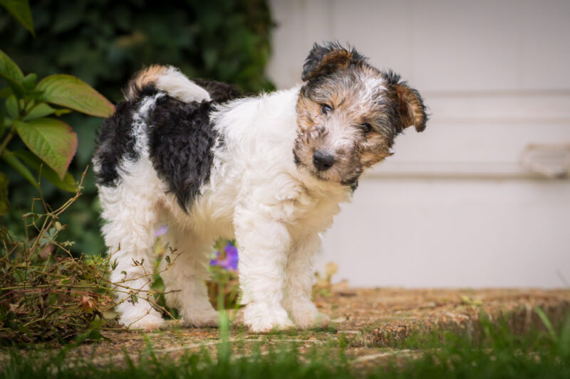 Portfolio 442 DSC04876 Rufteke website 4