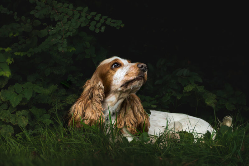 Portfolio 99 Spixie website 1