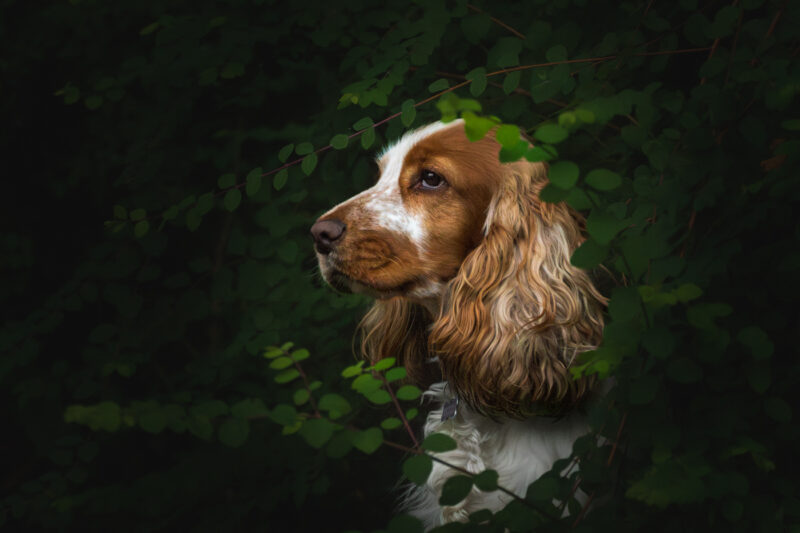 Portfolio 420 Spixie website 2