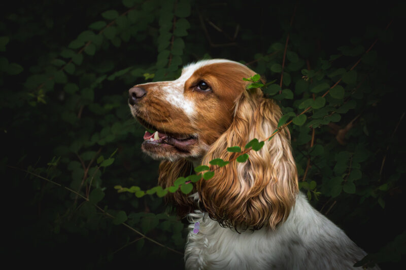 Portfolio 171 Spixie website 3